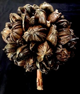 Rare Massive! Nypa fruticans Palm Fully Intact Seed Pod Curiosities/Taxidermy - Picture 1 of 7
