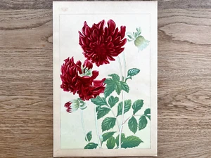 Japanese Woodblock Print“DAHLIA 3 Rakuzan Flower Vintage Original Antique - Picture 1 of 7