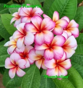 Talea di plumeria (Plumeria cutting) 45-50cm "Thumbalina" - Foto 1 di 1