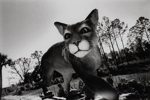 VTG Helmut Newton Print Florida Panther Photogravure Art Photo 1995 Mat 11x14 - Picture 1 of 2