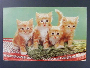 4 Cute Kittens Sitting On Broom Vintage Color Chrome Curt Teich Postcard 1950s - Picture 1 of 2