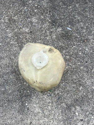 1987-1989 Nissan 300ZX Z31 2+2 Windshield Washer Bottle Reservoir Front And Rear - Image 1 of 4