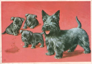 Dader Bekend Scotish Terrier dog met pups, 1960s postcard - Picture 1 of 2
