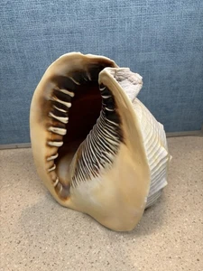 Casco de reina grande con cuernos caracola Sea Shell - 10,5" de largo - Imagen 1 de 12