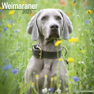 Kalender 2023 - WEIMAR BRAQUE - Bild 1 von 2