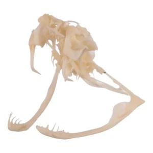 🔥Western Diamondback Rattlesnake Snake Skull Puzzle 37p Kit SPECIMEN Model SK23 - Picture 1 of 24