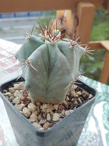 Echinocactus Ingens Cactus Succulents Plants - Picture 1 of 12
