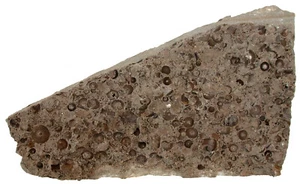 Devon  Unzählige Seelilienstielglieder von Melocrinites sp.  Lindlar  KE17-2 - Bild 1 von 3