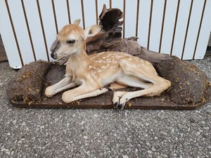 Real Deer Fawn Taxidermy Mount (Odocoileus virginianus) FH39 - Picture 1 of 2