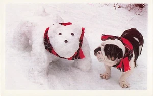 Bulldog & Snow Dog Photo Postcard by Mary Bloom North Shore Animal League - Picture 1 of 2