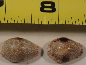 Cypraea Nebriten Zwerge 2 Exemplare 18+19mm größere Schale scheint tot zu sein Coll - Bild 1 von 4