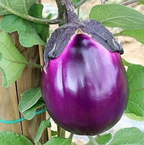 300 SEMI DI MELANZANA VIOLETTA DI FIRENZE- TONDA - ORTAGGIO - Imagen 1 de 1