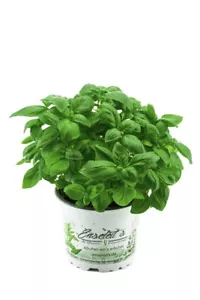Basilikum Pflanze, Frische Küchenkräuter (Basilikum Ocimum basilicum) - Bild 1 von 1