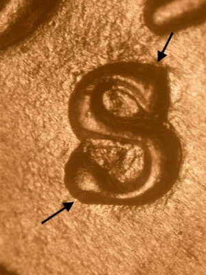 1955-S WRPM#015 S/S West Lincoln Wheat Penny Cent~Gem  BU/Uncirculated Red - Image 1 of 3