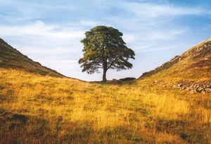 A4 Sycamore Gap Tree Poster (Brand New) - Picture 1 of 2