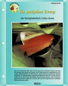 Der Honigfadenfisch Colisa chuna / Aquariuminfokarte - Bild 1 von 1