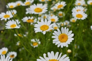 Corn Chamomile (Anthemis arvensis) Wildflower seed 0.5g Approx. 2000 seeds. - Picture 1 of 1