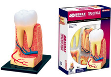 Dentist Teach Model Education Study Model Dental 4D Molar Tooth Anatomy 1 Set