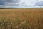 Photo 6X4 Wheatfield At Sale Green Crowle/So9256 View Across A Field Of  C2011