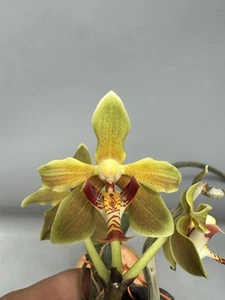 Híbridos Paraphalaenopsis (Kimmy) No. 1 - Imagen 1 de 8