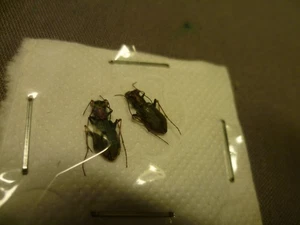 2 Cicindela germanica - Bild 1 von 4