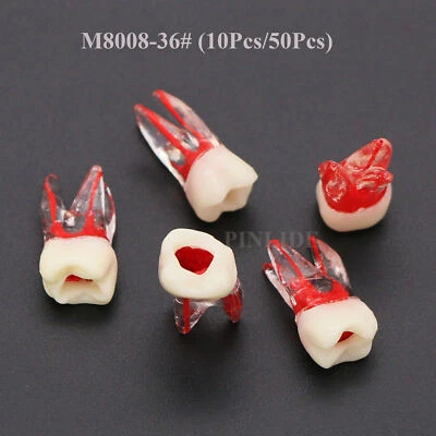 Modelo de conducto radicular endo molar dental enseñar ECA/MTA bloque de práctica cavidad pulpar Foto 1 de 4