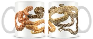 Hognose Tasse - Reptilien Schlange Hoggy Morphs - Bild 1 von 1
