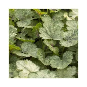Heuchera Snowy Panky - 3 Established Perennial plants - Coral Bells - Picture 1 of 1