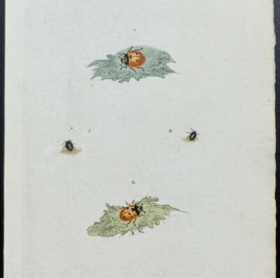 1792 Donovan impresión antigua coloreada a mano insectos británicos dama insectos Foto 1 de 4