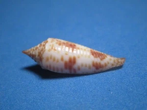 Conus aculeiformis f. delicatus (Schepman,1913) "DEEP WATER!"  (28.8mm) - Picture 1 of 6