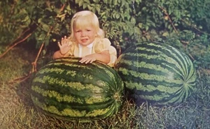 POSTCARD: "THREE SWEETIES" - CUTE BABY BIG WATERMELONS grown in SE MISSOURI - Picture 1 of 3