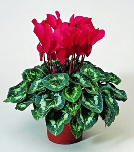 15 Cyclamen Seeds Sierra Syncho Scarlet - Picture 1 of 1