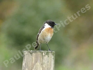 Bird Photo Picture In A4 Frame - Stonechat (male) - Picture 1 of 2
