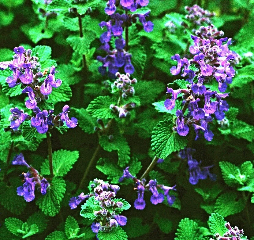 Semillas de hierba gatera reales, hierba gatera, irresistibles para gatos - Imagen 1 de 3