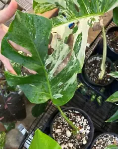 Monstera Albo High Variegation, rooted+cutting DISCOUNTED - Picture 1 of 9