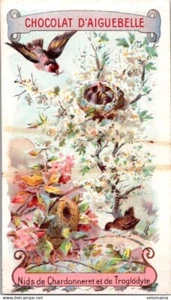 22934 Chromo Chocolat d'Aiguebelle - Nids de Chardonneret de Troglodyte - Imagen 1 de 1