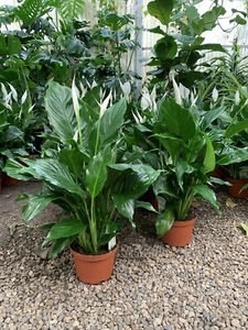 Spathiphyllum 6inch Potted Live Plant- Peace Lilly - Picture 1 of 5