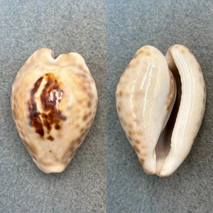 #1 Cypraea teulerei 47.9mm F+ Arabian Gulf, 1974 - Picture 1 of 1