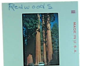 Vintage Lot 195 Kleinbilddias 50er 60er US Reise Familienfotos CA Mammutbaum Redwoods - Bild 1 von 10