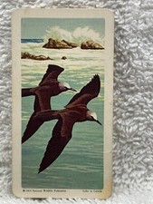 1963 #9 Brown Noddy Tropical Birds Brook Bond Tea Card USA