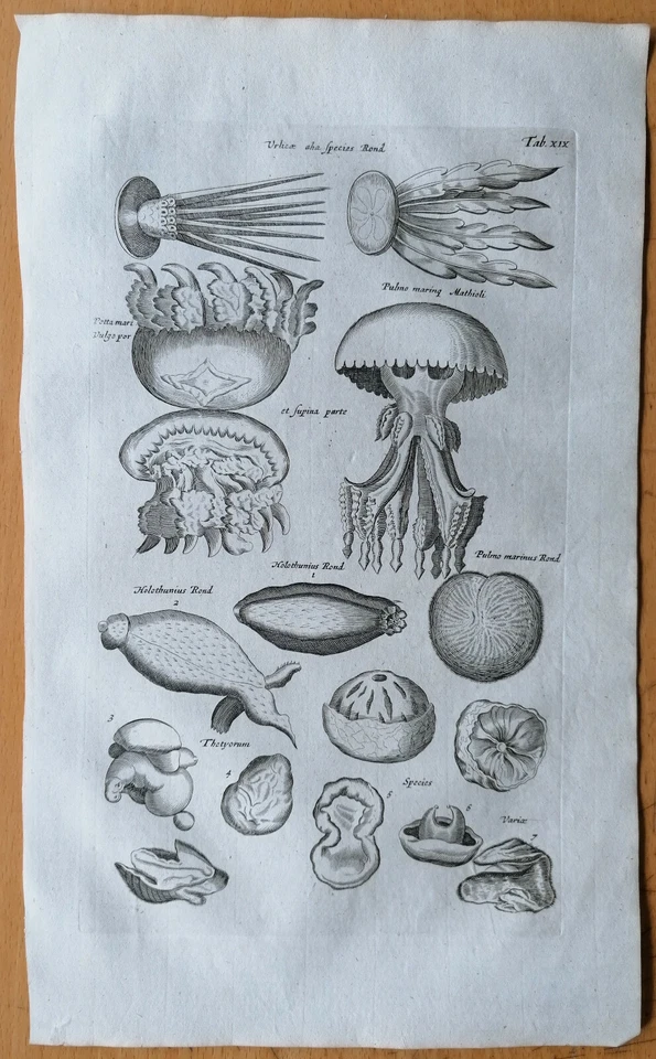 Merian/Johnston Original Kupferstich Qualle (T19) Folio - 1657 - Bild 1 von 1