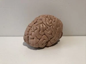 3B Scientific Spare Brain 3 Part For B50/B51 Muscular Models Anatomical Anatomy - Picture 1 of 3