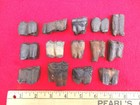 *BULK PRICE* HORSE TEETH FLORIDA FOSSILS FOSSIL TOOTH JAW BONES EQUUS ICE AGE FL