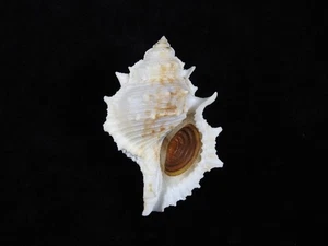 Muschel Bufonaria perelegans 82,7mm ID#9268 - Bild 1 von 3