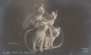 Cuatro gatitos en cesta "Caja fiesta en la ópera" Rotograph Co gato animal B828 - Imagen 1 de 2