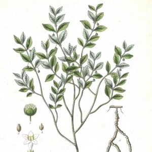 ipécacuanha - - PL 18 - Plante Flore - Gravure de presse 1872 - Picture 1 of 3