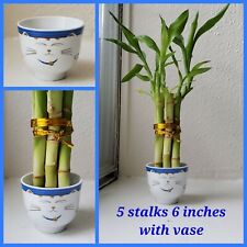 Lucky Bamboo 5 stalks 6 inches with Vase, Arrangement, Feng Shui. Perennial