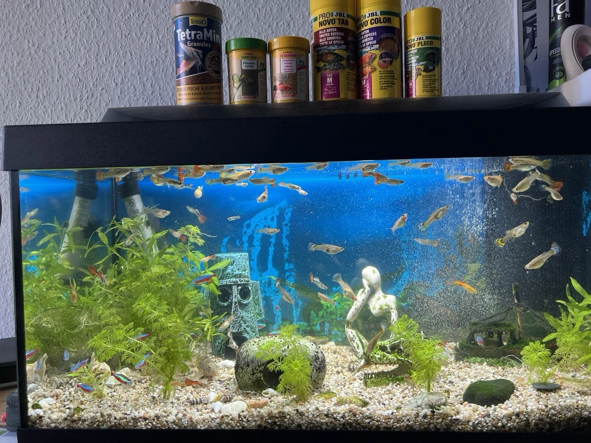 KLOVA Aquarium Filterpad – Zugeschnitten Für Süß- & Salzwasser, Wasserpolierpad Für Klareres Wasser