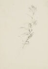 T. WEBER (1813-1875), Ziergras, um 1850, Bleistift Romantik Blumen 1850-1899