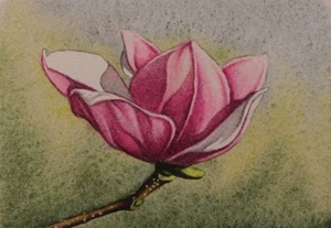 Tulip Magnolia Flower, ACEO Art Original, Watercolor, Ink, Signed, 2.5x3.5 In - Picture 1 of 2
